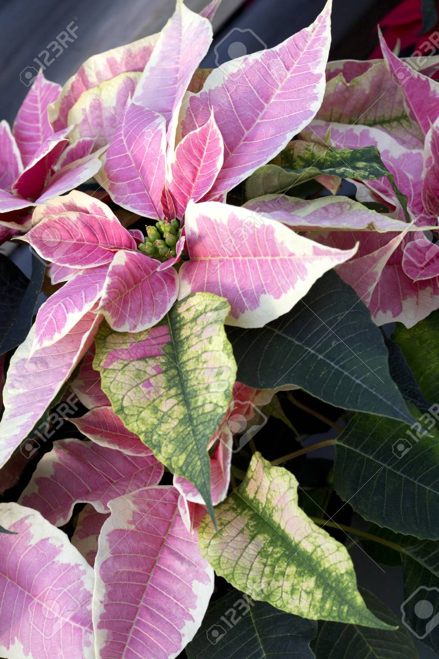 ピンクと白のクリスマス ポインセチア の写真素材 画像素材 Image