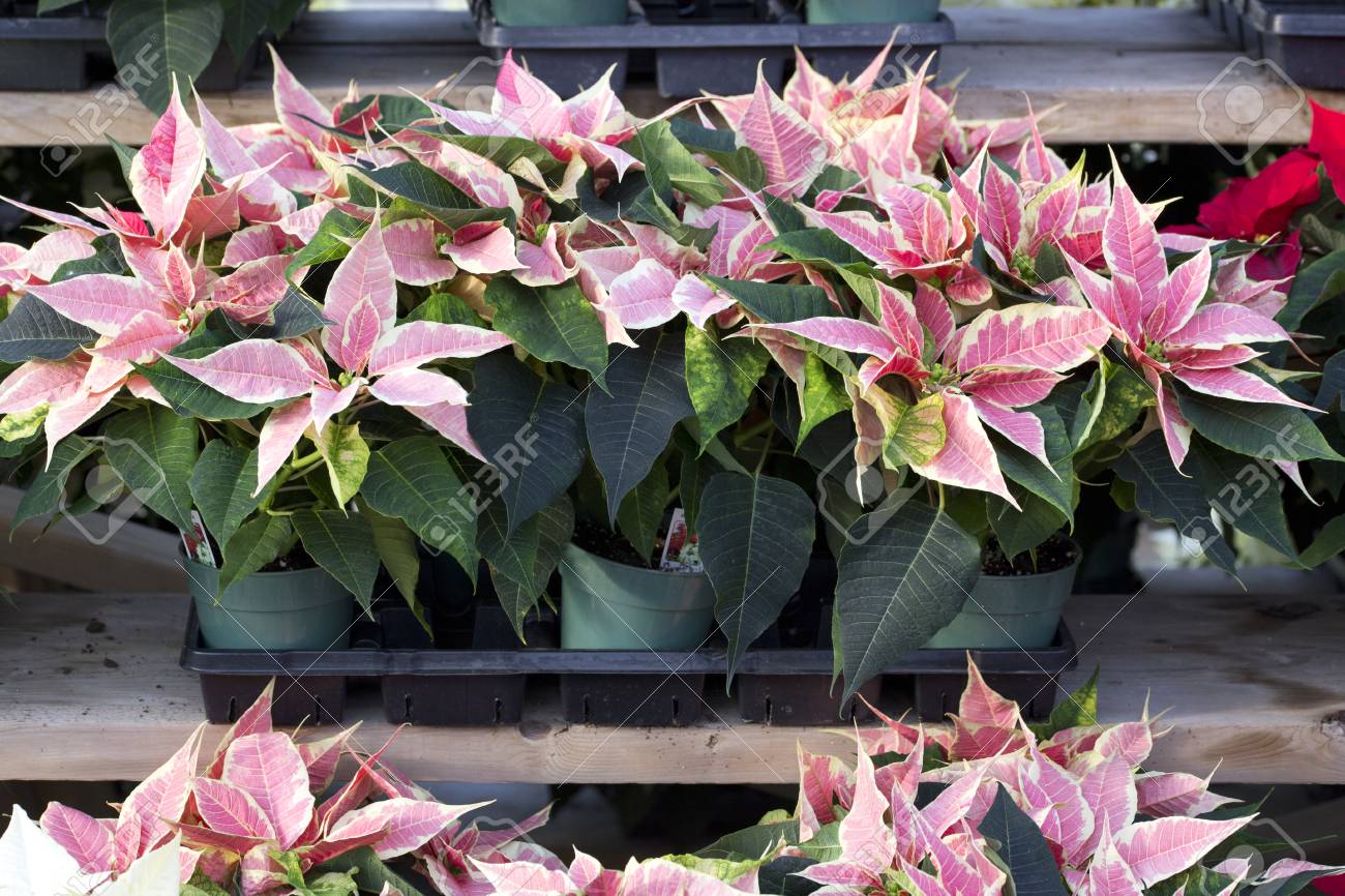 ピンクと白のクリスマス ポインセチア の写真素材 画像素材 Image