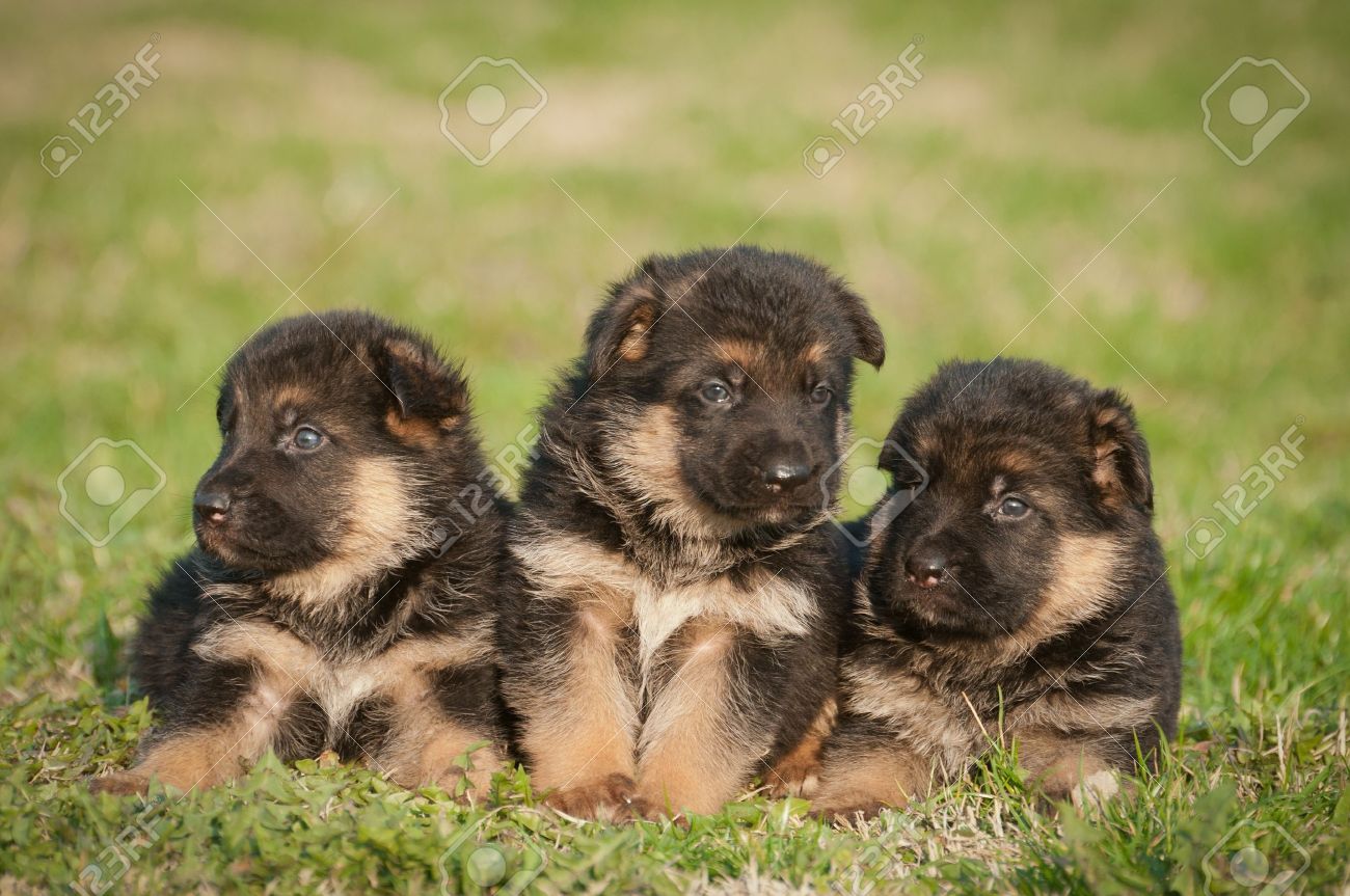 belgian sheepdog german shepherd mix shepherds field stock photos royalty free shepherds field images belgian sheepdog german shepherd mix shepherds field stock photos royalty free shepherds field images