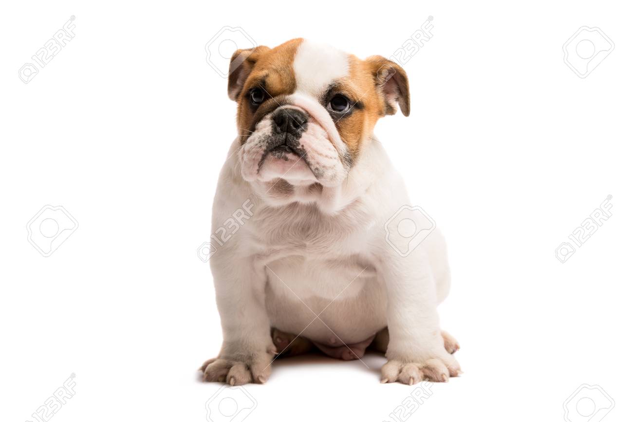 白い背景に隔離されたイングリッシュブルドッグのかわいい子犬 の写真素材 画像素材 Image