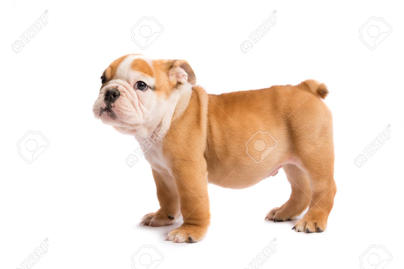 白い背景に隔離されたイングリッシュブルドッグのかわいい子犬 の写真素材 画像素材 Image