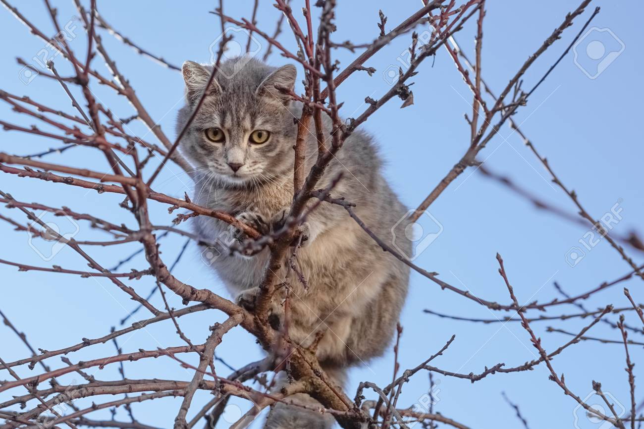 cat on tree branch
