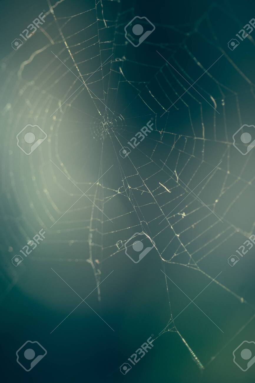 Close up of spider web with blurred background - 121353359 Close up of spider web with blurred background - 121353359