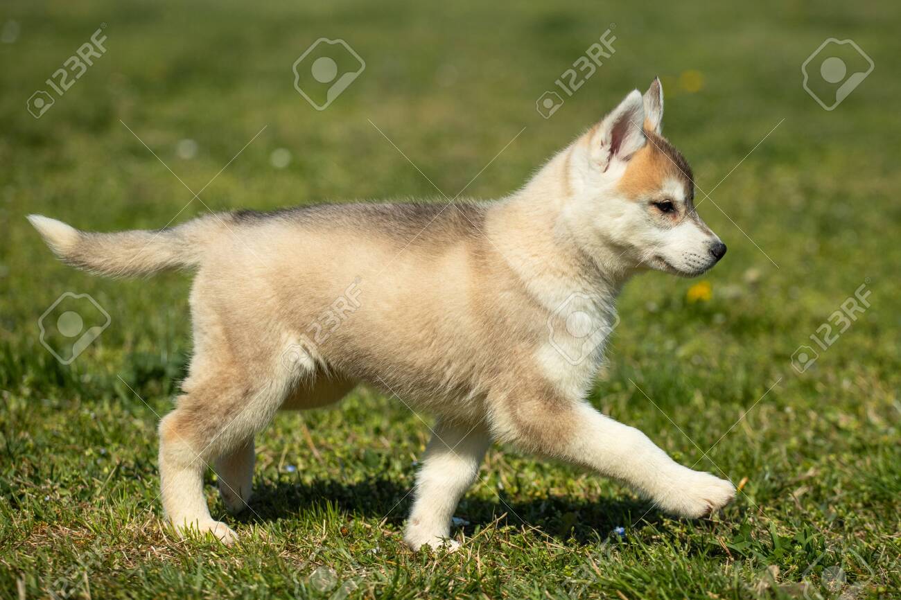 cucciolo di mix di coyote husky