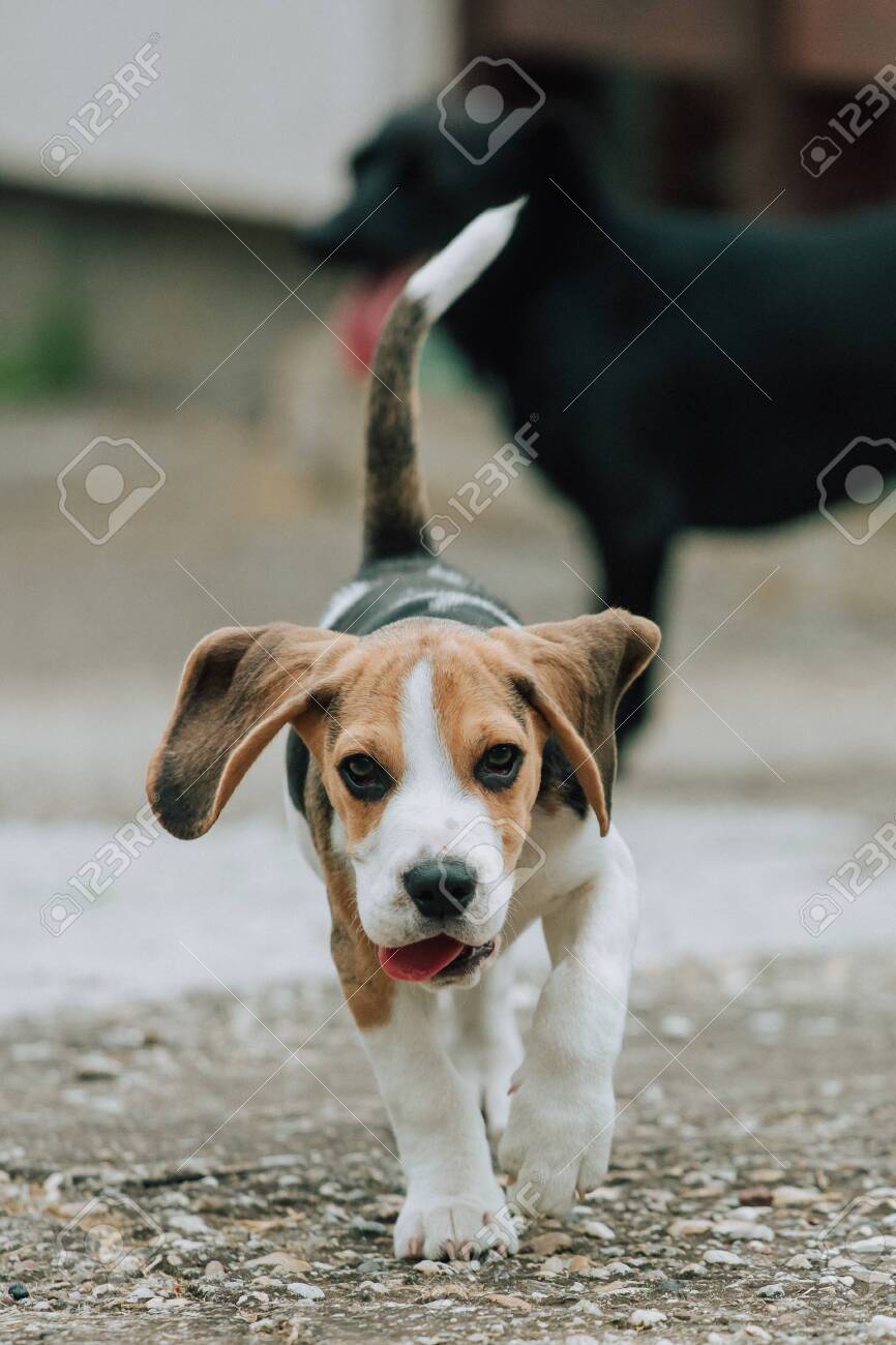 beagle puppy 3 months old
