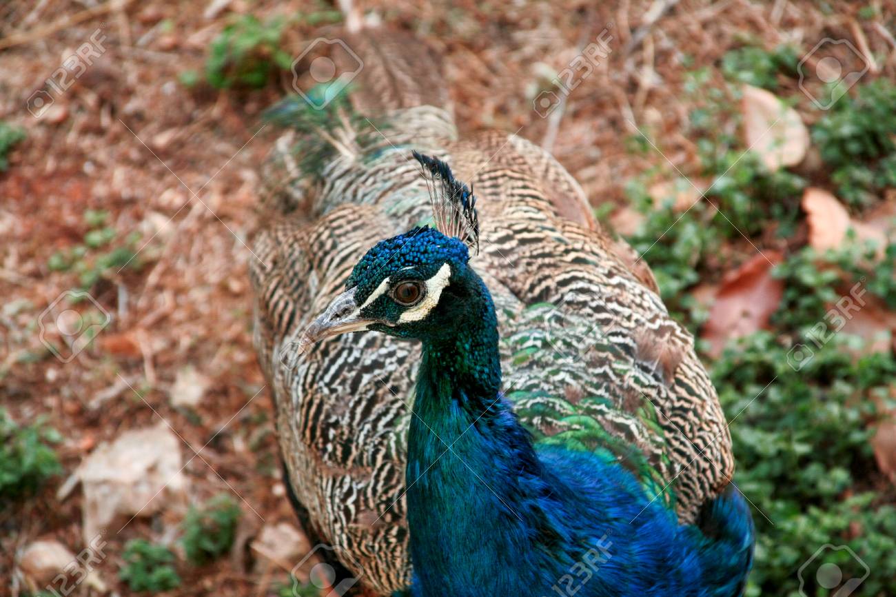 自然の中で孔雀の鳥をクローズ アップ 自然環境の庭で美しい極楽鳥の孔雀 の写真素材 画像素材 Image