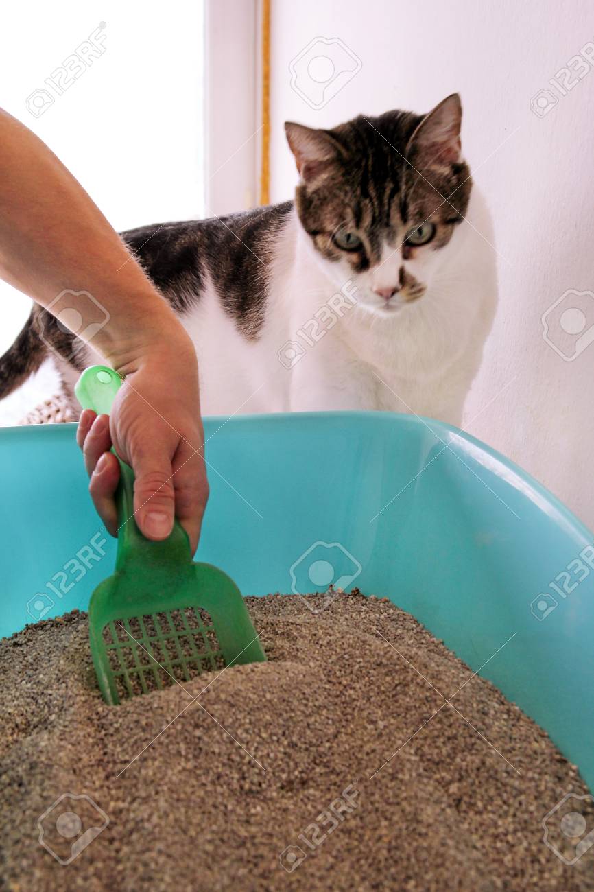 Immagini Stock Pulizia Della Lettiera Per Gatti La Mano è La