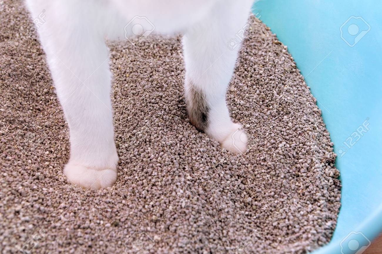 Cat Paws In The Sand Closeup Cat Using Toilet Cat In Litter