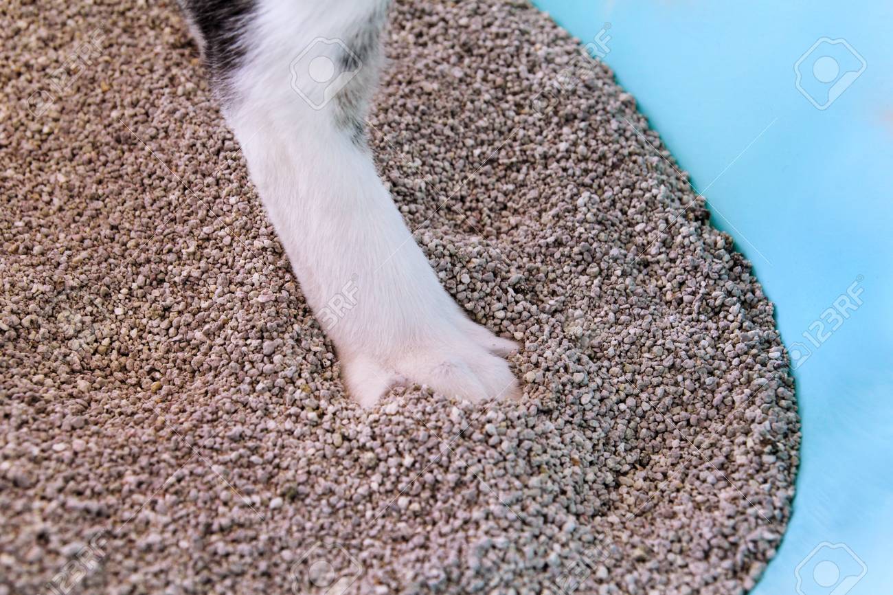 kitty litter sand