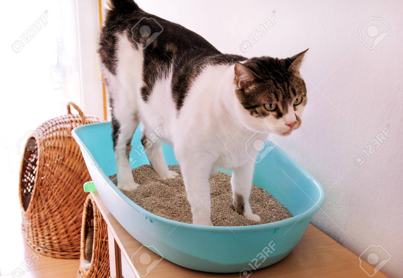 Chat En Utilisant Des Toilettes Chat Dans La Litiere Pour Caca Ou Uriner Caca Dans Des Toilettes De Sable Propre Nettoyage De La Litiere Pour Chat Un Chat Regardant Sa Propre Merde