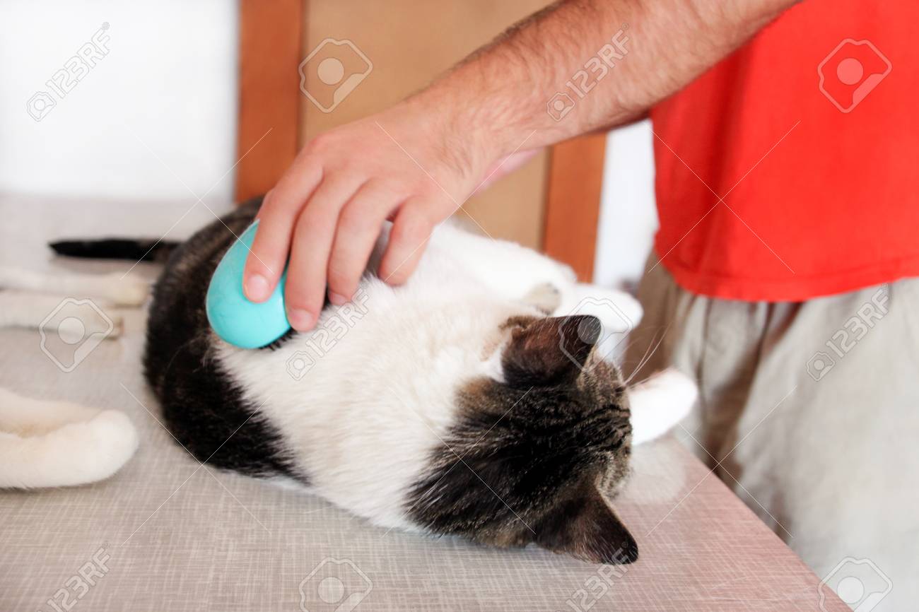 brushing cat fur