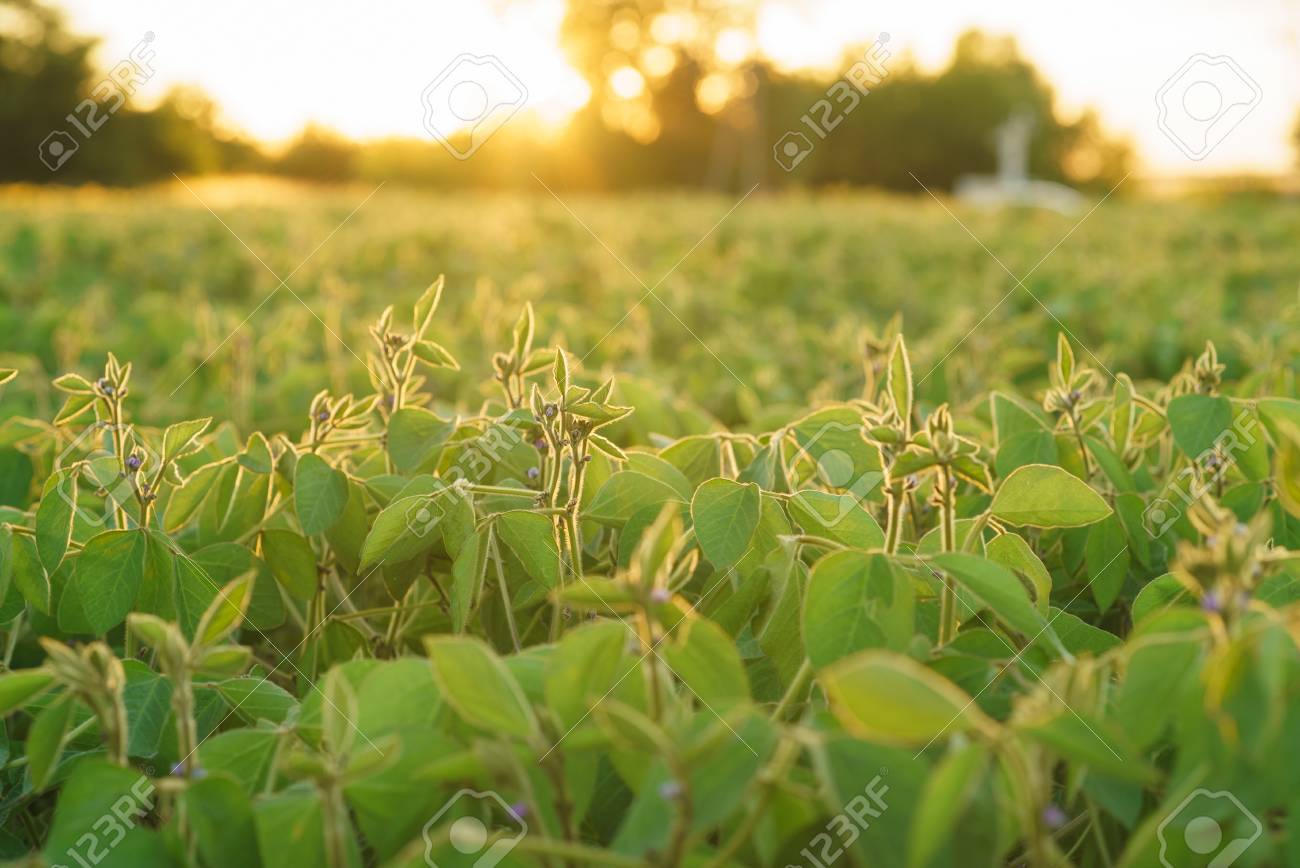 Young Soybean Plants With Flowers On Soybean Cultivated Field. Agricultural  Soy Plantation Background. Green Growing Flowering Soybeans Stock Photo,  Picture And Royalty Free Image. Image 105043959.