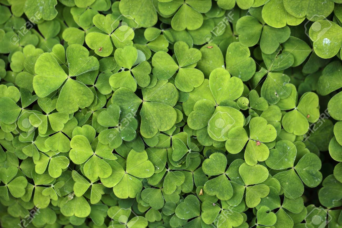 Leaves Of Common Wood Sorrel Oxalis Acetosella Stock Photo Picture And Royalty Free Image Image