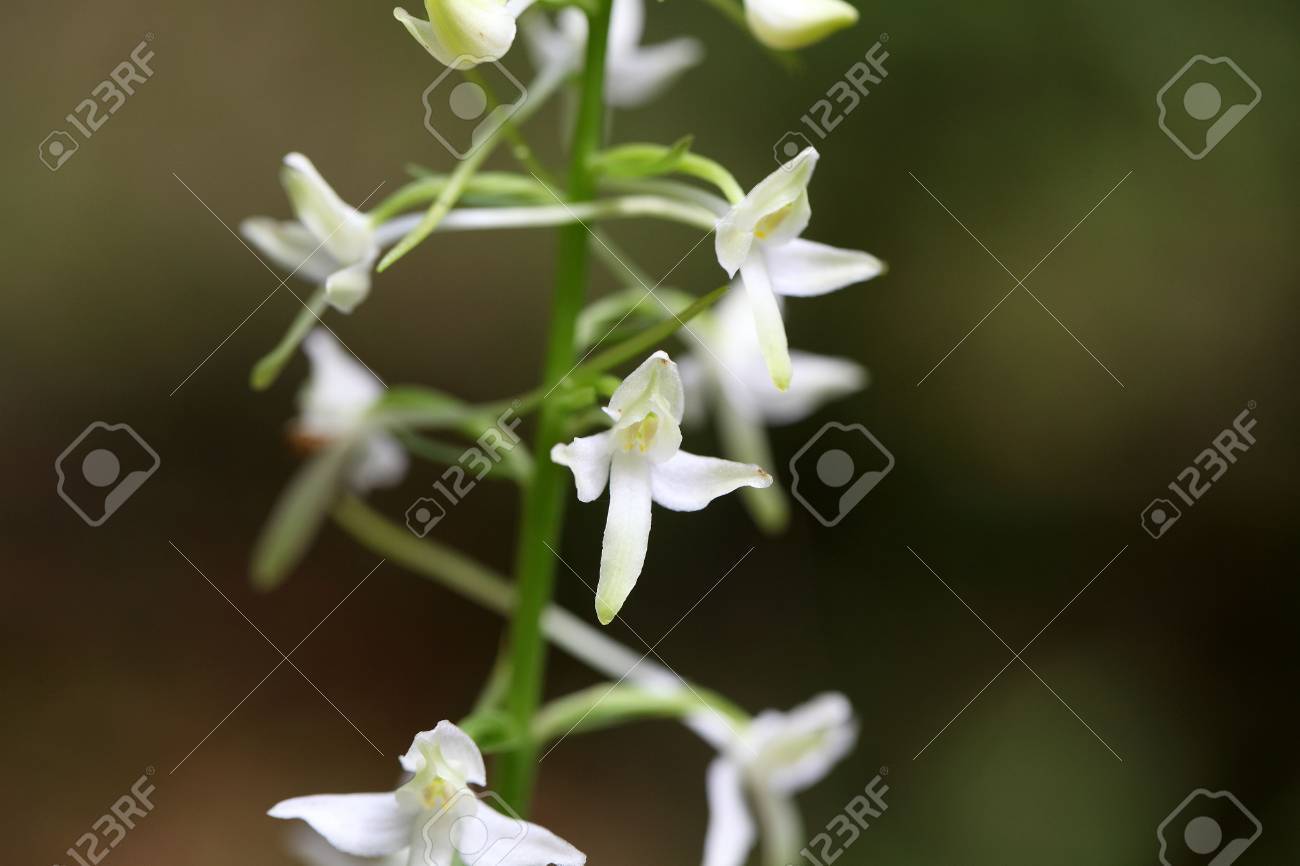花小蝶蘭 プラタンテラ ビフォリア のヨーロッパの野生蘭の成長 の写真素材 画像素材 Image