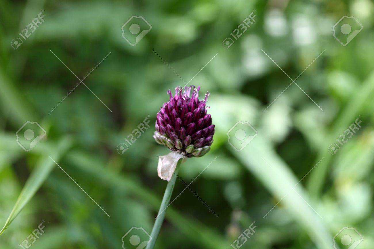 イタリアのアペニン山脈で丸い頭葱 ネギ Sphaerocephalon の花 の写真素材 画像素材 Image イタリアのアペニン山脈で丸い頭葱 ネギ Sphaerocephalon の花 の写真素材 画像素材 Image