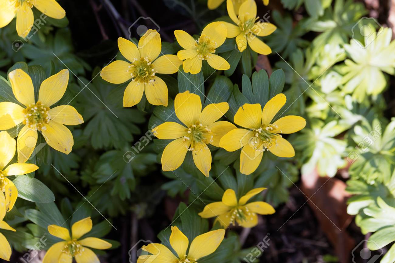 冬のトリカブト Eranthis Hyemalis の黄色の花 の写真素材 画像素材 Image