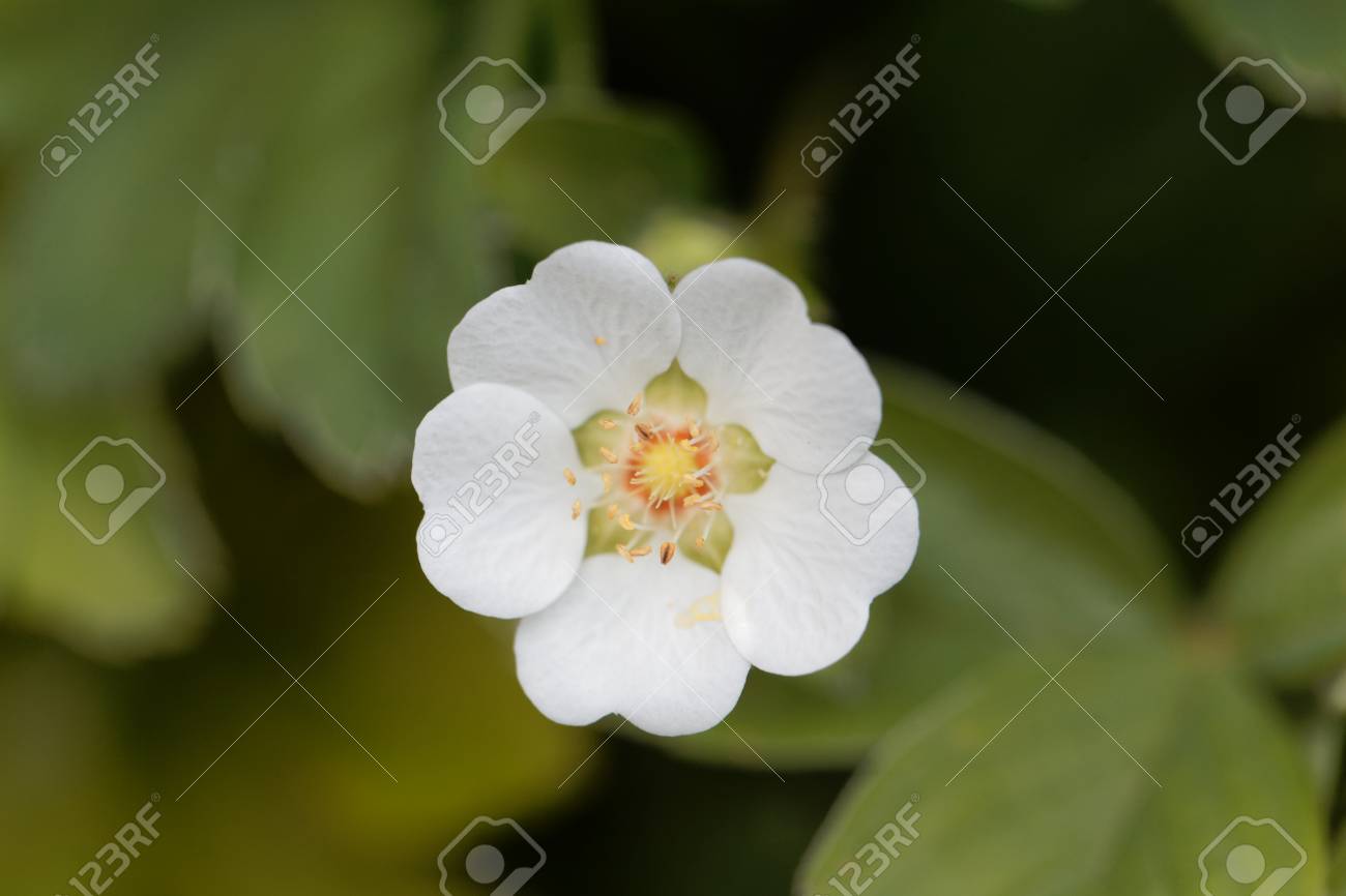 Hd限定モンタナ 花 最高の花の画像 Hd限定モンタナ 花 最高の花の画像