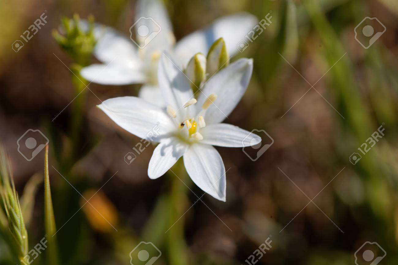 ベツレヘムの星の花のオーニソガラム Comosum 地中海地方からの花 の写真素材 画像素材 Image