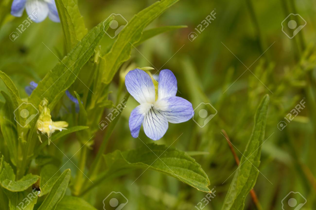 Elevato le violette-Viola elatior