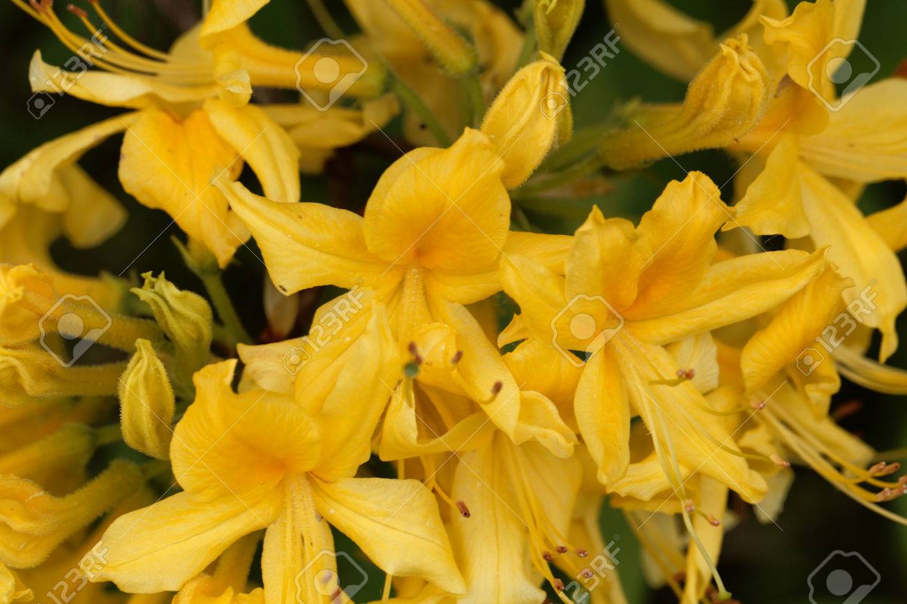黄色いツツジ つつじ黄体 の花 の写真素材 画像素材 Image 黄色いツツジ つつじ黄体 の花 の写真素材 画像素材 Image