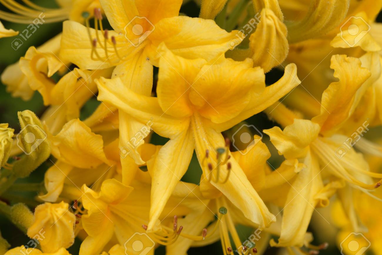 黄色いツツジ つつじ黄体 の花 の写真素材 画像素材 Image 黄色いツツジ つつじ黄体 の花 の写真素材 画像素材 Image