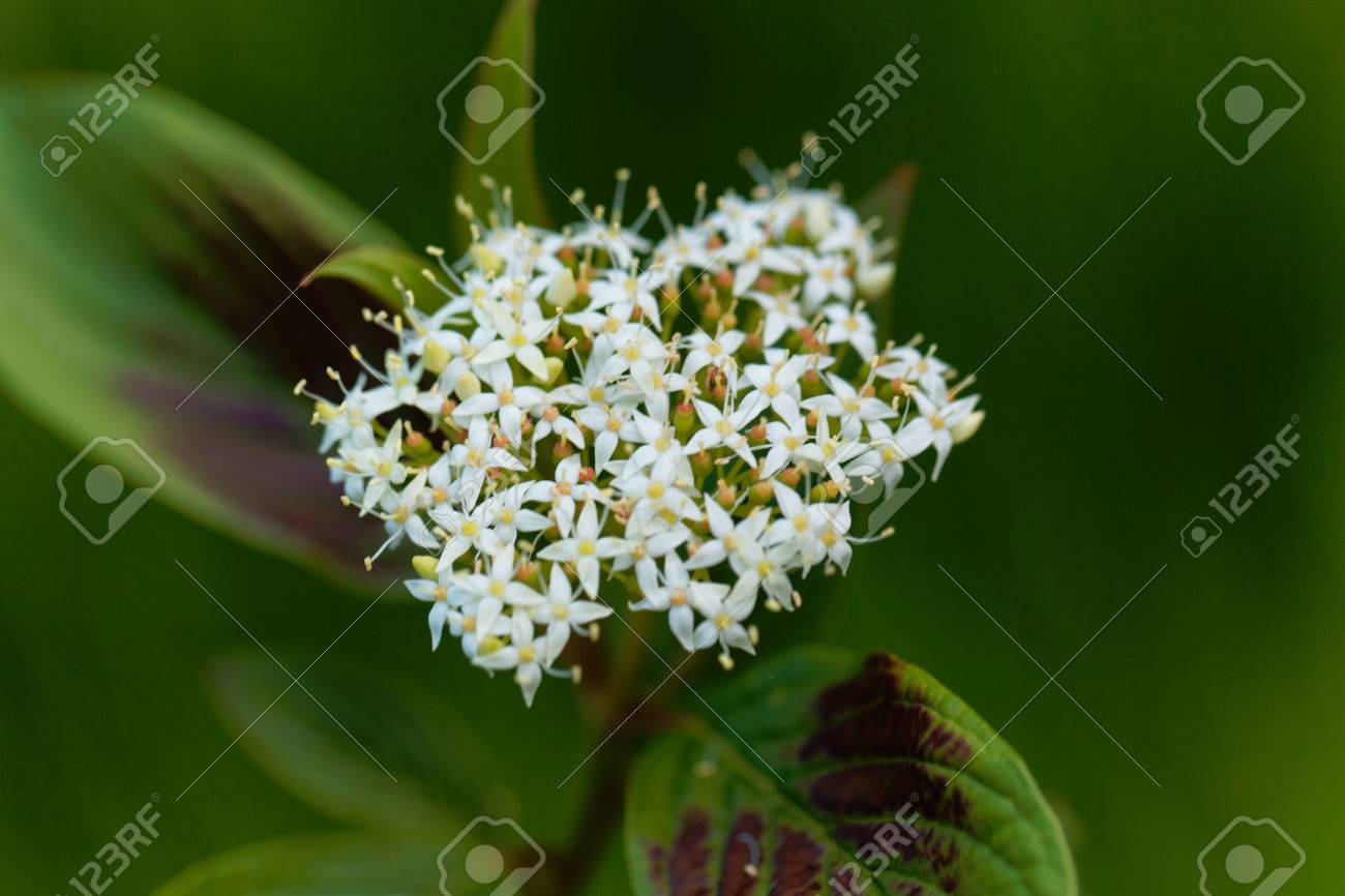 シベリアのハナミズキは ミズキのアルバの花 の写真素材 画像素材 Image シベリアのハナミズキは ミズキのアルバの花 の写真素材 画像素材 Image
