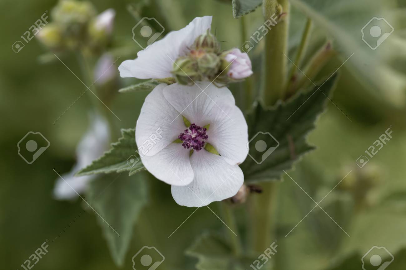 一般的なウスベニタチアオイ アルテア オフィシナリスの花 の写真素材 画像素材 Image