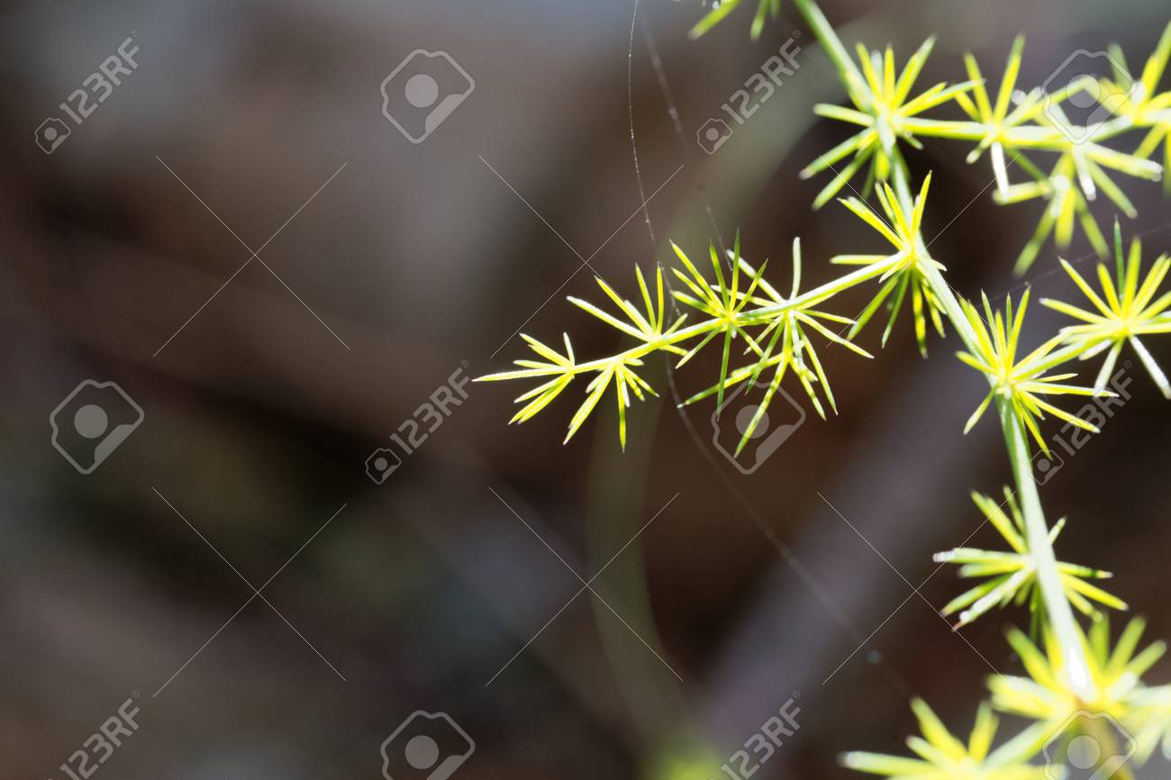 野生のアスパラガス アスパラガス Acutifolius の葉 の写真素材 画像素材 Image