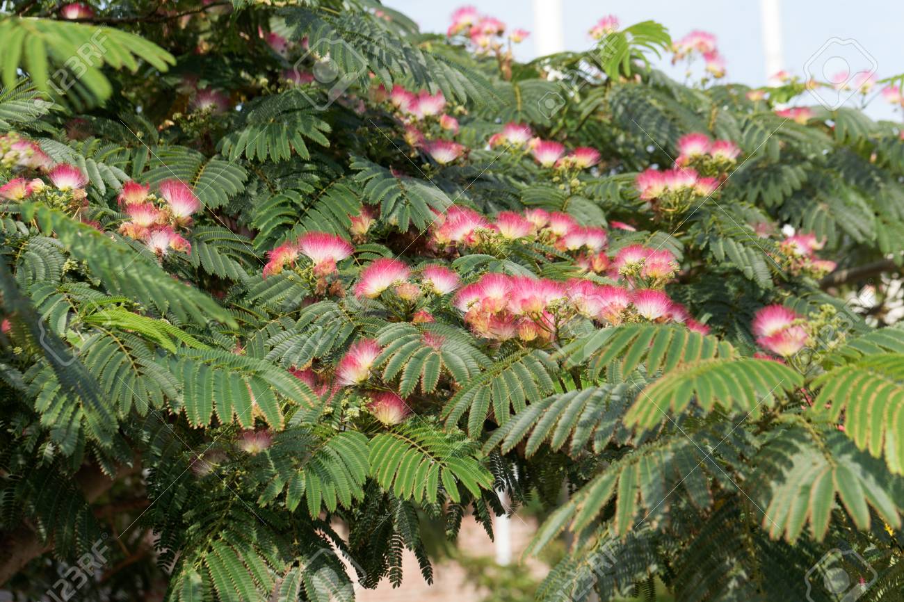 Flowers Of A Persian Silk Tree Albizia Julibrissin Stock Photo Picture And Royalty Free Image Image Flowers Of A Persian Silk Tree Albizia Julibrissin Stock Photo Picture And Royalty Free Image Image