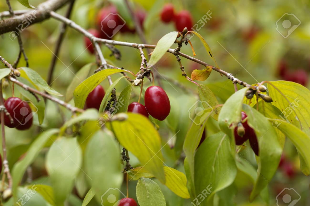 Are Cornelian cherries healthy? Are Cornelian cherries healthy?