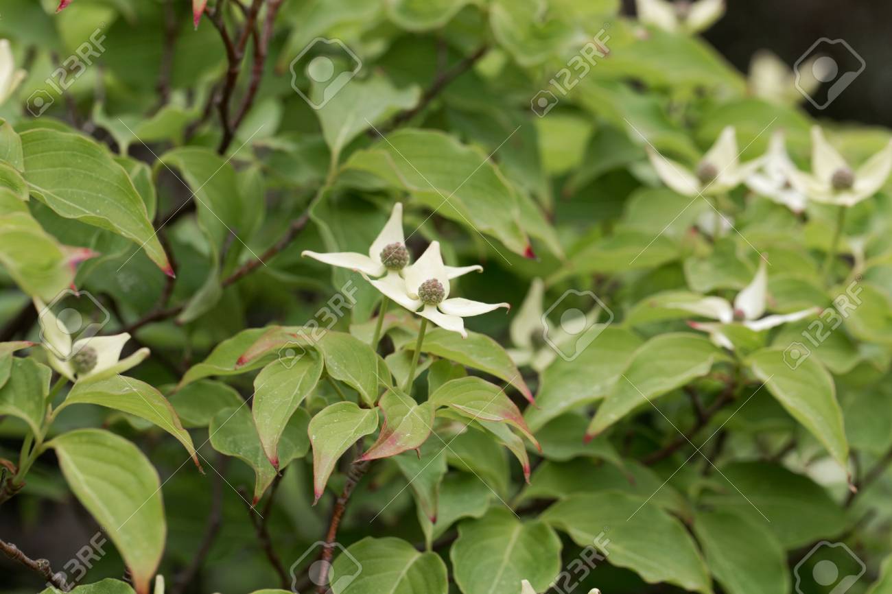 flower of a korean dogwood cornus kousa bush stock photo picture