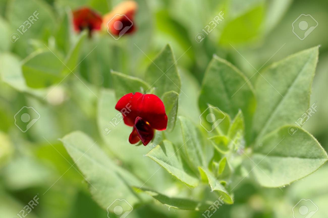 Flower of an asparagus-pea (Tetragonolobus purpureus), an long..