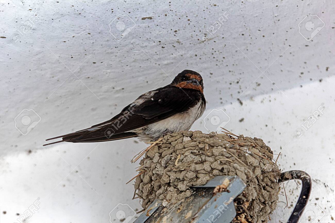A Barn Swallow Hirundo Rustica On The Nest Stock Photo Picture And Royalty Free Image Image