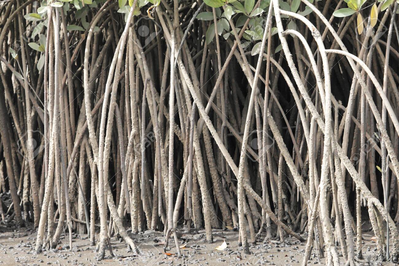 Roots Of White Mangrove Shrubs, Laguncularia Racemosa, In The Gambia, West  Africa. Фотография, картинки, изображения и сток-фотография без роялти.  Image 151176059