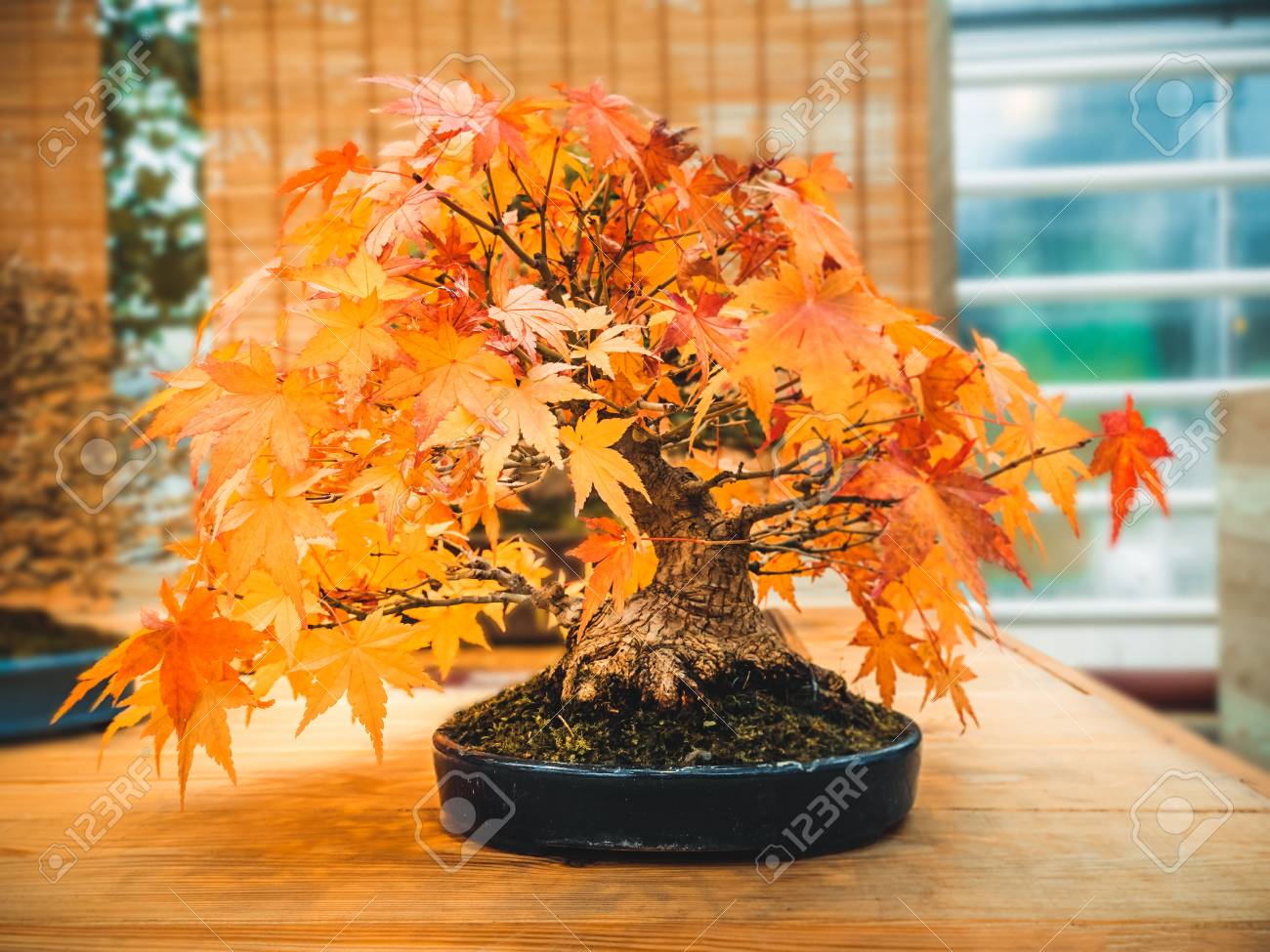 赤緋盆栽カエデの木エイサー Palmatum 秋のトライデントメープルの木 の写真素材 画像素材 Image