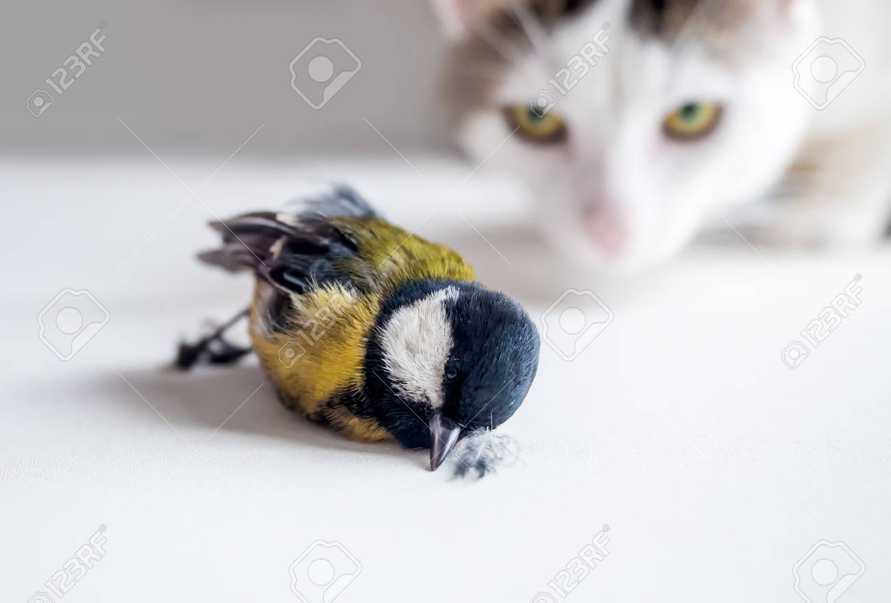 etiam-dictum-ipsum-a-felis