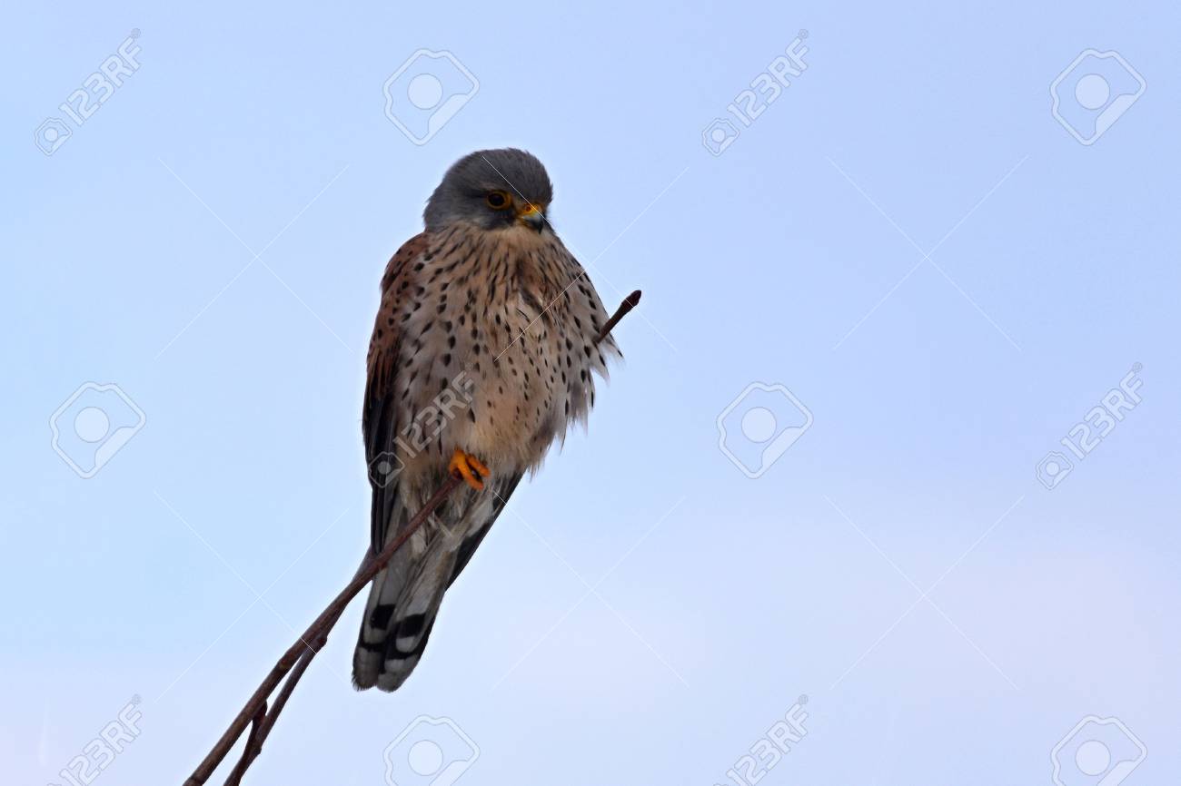 common kestrel falco tinnunculus juvenile bird sitting on a