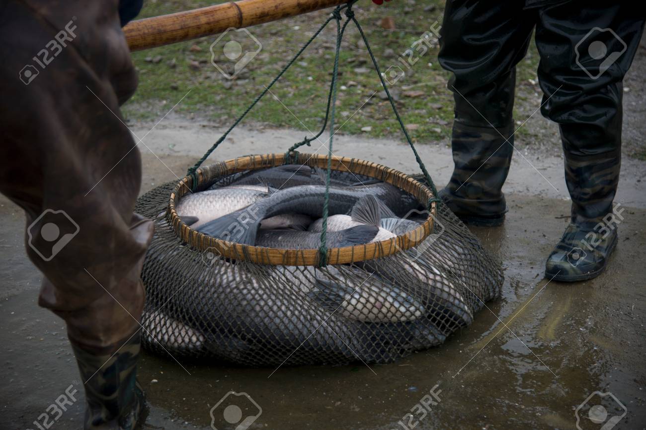 Many big fish were caught on the fishing grounds by workers. - 111009389 Many big fish were caught on the fishing grounds by workers. - 111009389