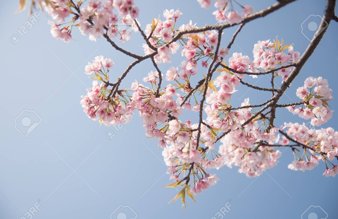 The cherry blossoms are in full bloom in the park. - 111011458 The cherry blossoms are in full bloom in the park. - 111011458