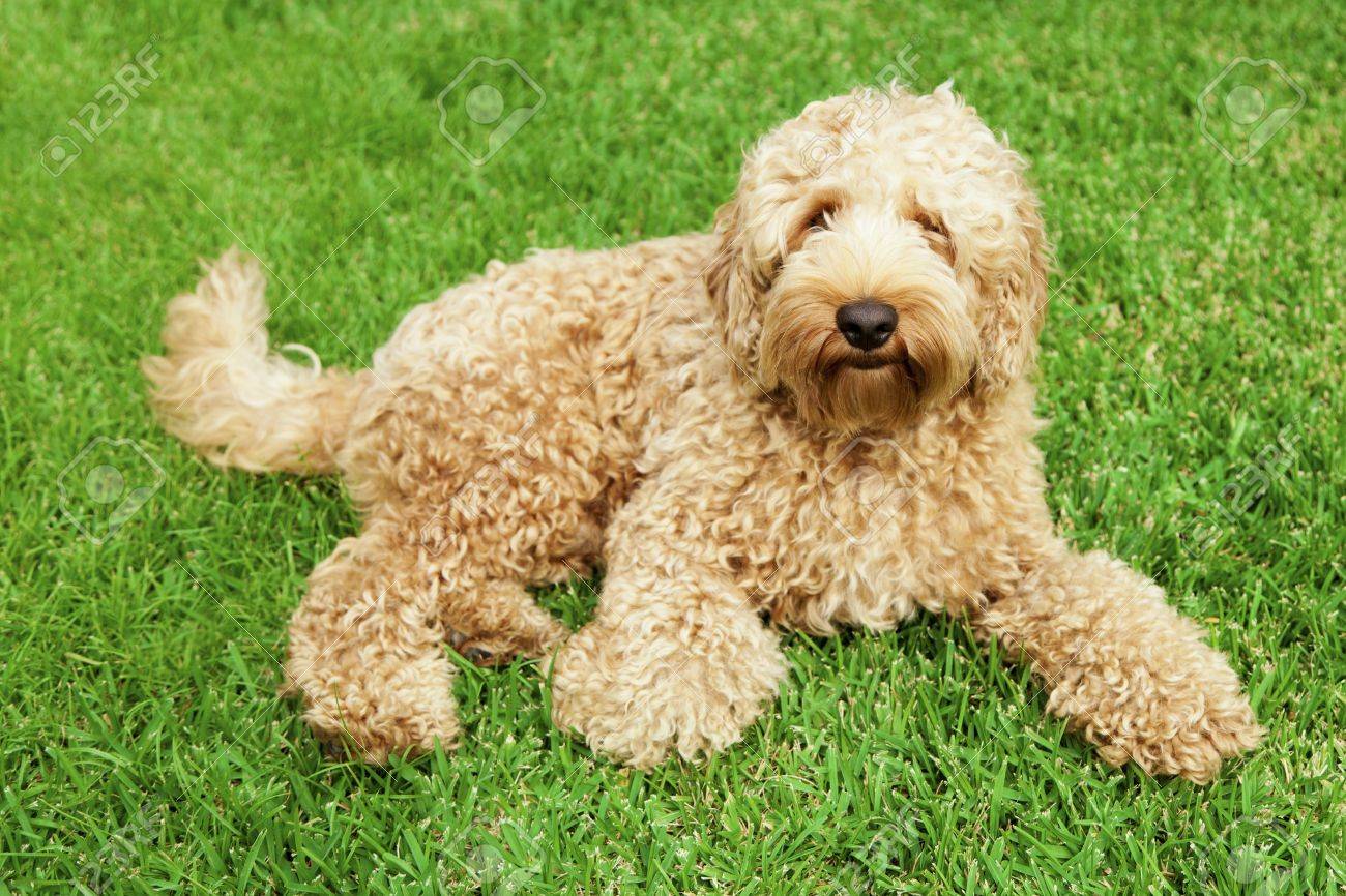 golden labradoodle