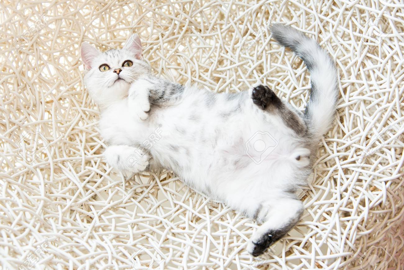 Gros Plan D Un Chat Americain Shorthair Allonge Sur La Chaise Banque D Images Et Photos Libres De Droits Image Gros Plan D Un Chat Americain Shorthair Allonge Sur La Chaise Banque D Images Et Photos Libres De Droits Image