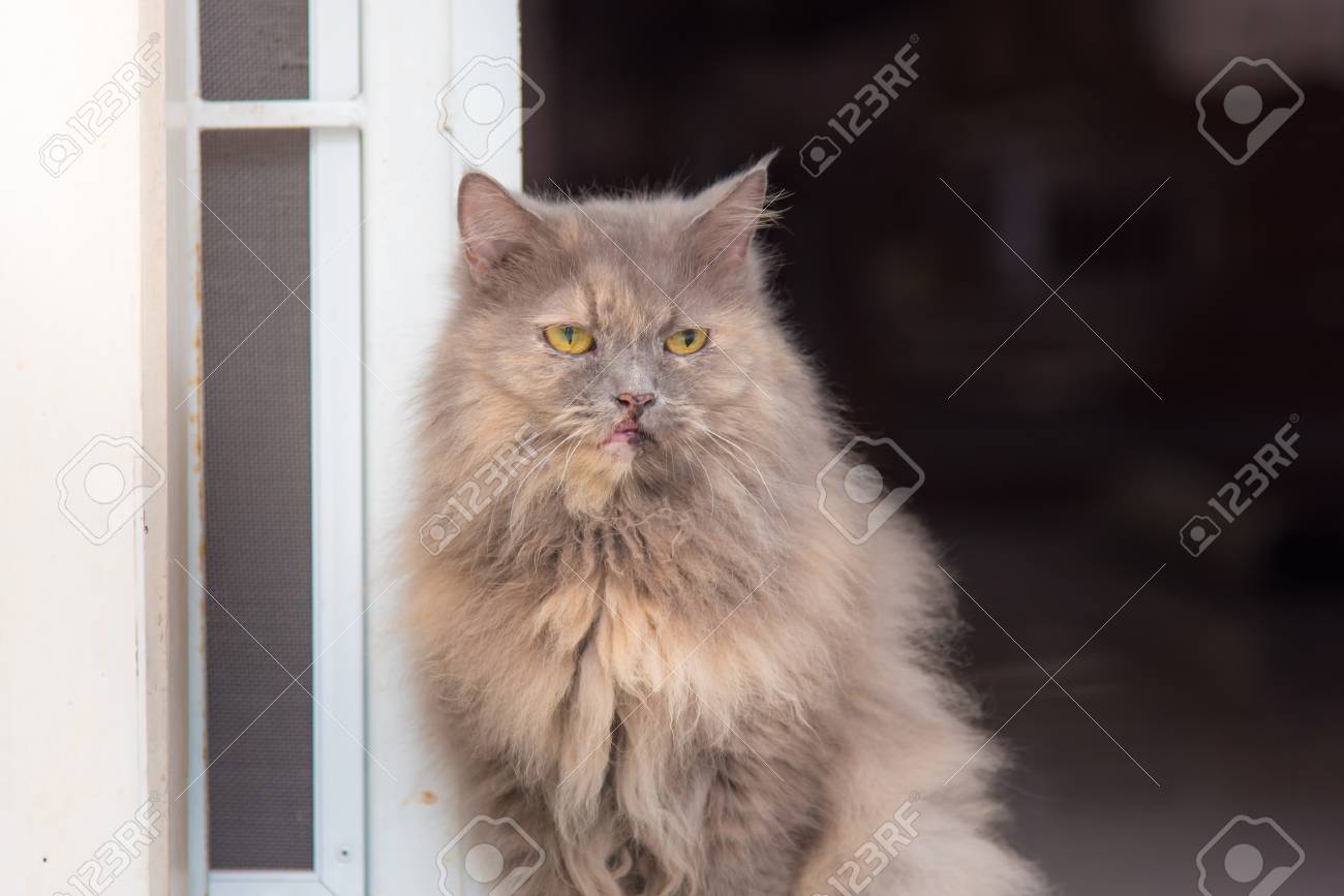 female persian cat