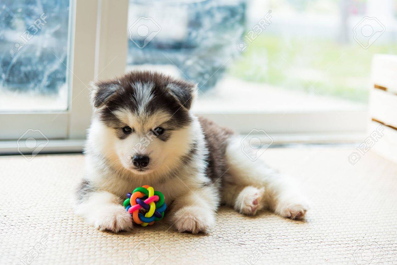 Download This Really Cute Animal is just too adorable. Wallpaper |  Wallpapers.com, image size:1300x867