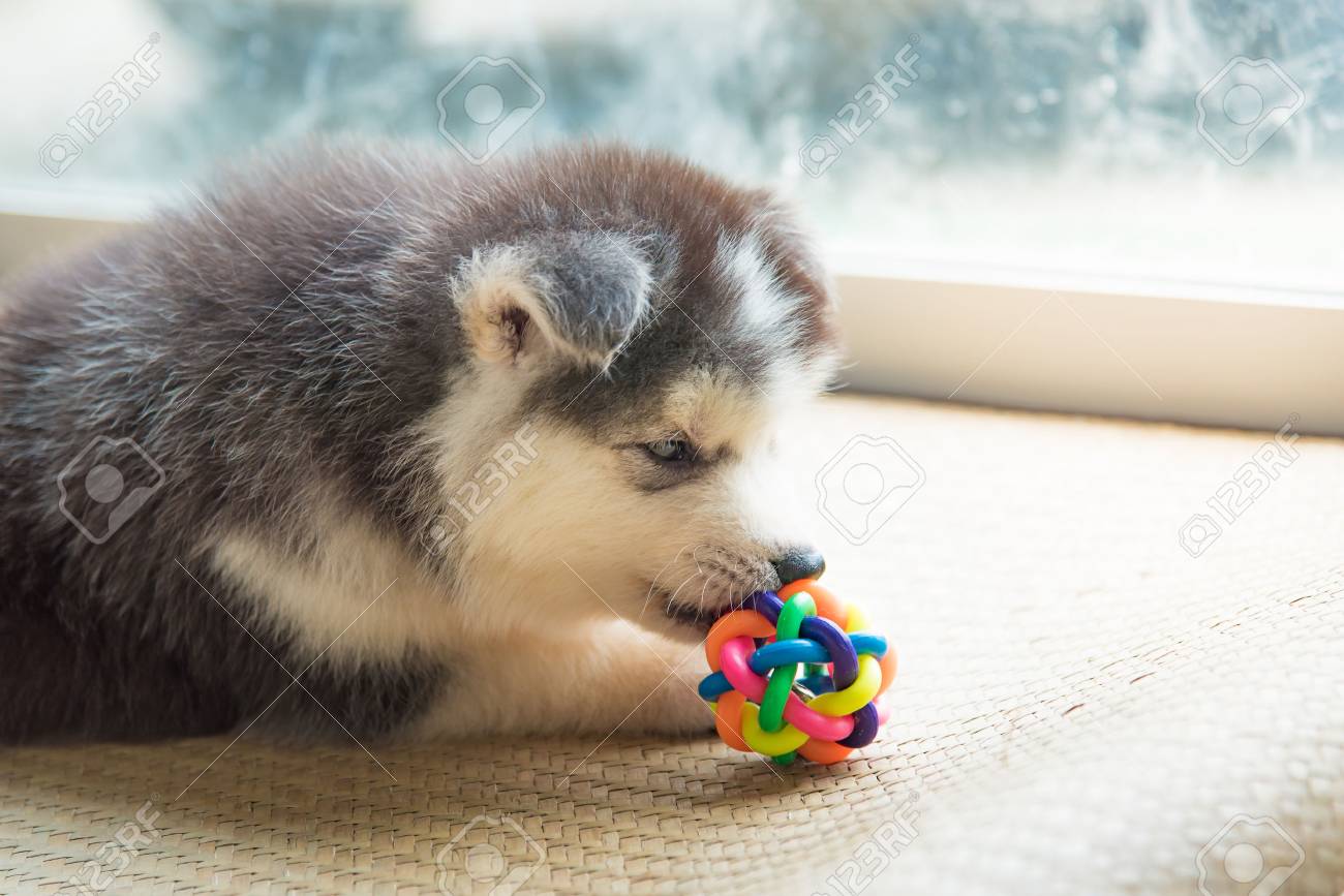 jouet chien bebe