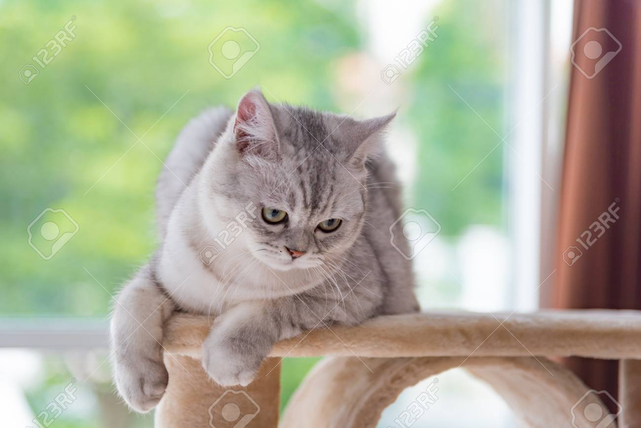 Immagini Stock Chiuda In Su Del Gatto Persiano Del Soriano Sveglio
