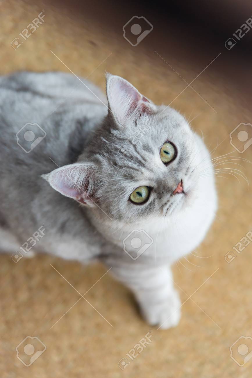 dog friendly peak district