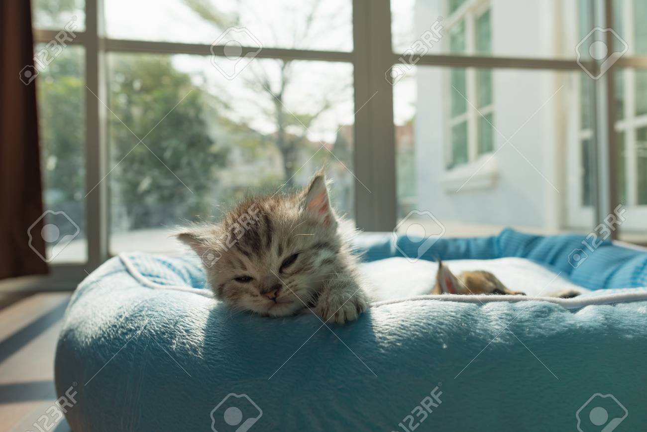Gros Plan D Un Chaton Mignon Couche Sur Un Lit De Bebe Le Matin Avec La Lumiere Du Soleil Banque D Images Et Photos Libres De Droits Image