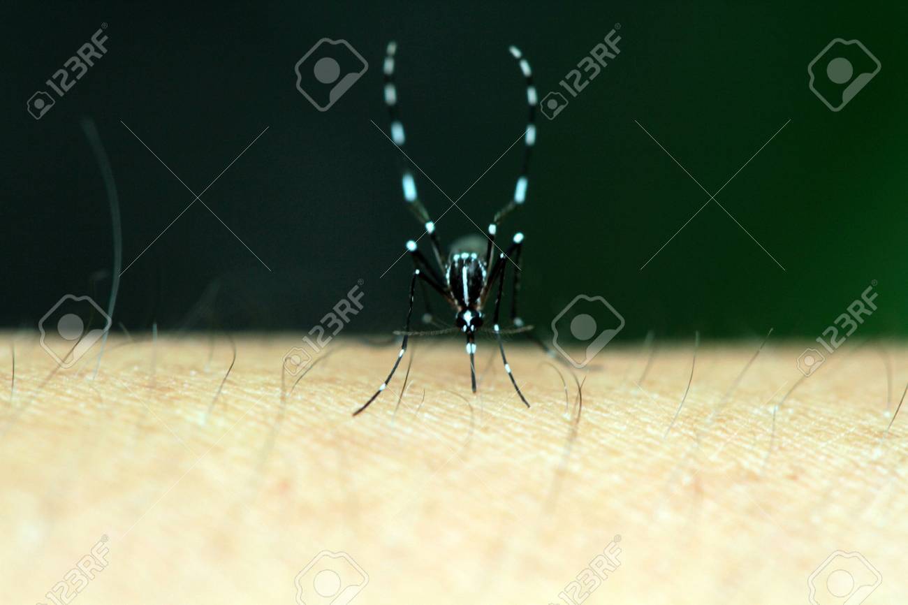 etiam-dictum-ipsum-a-felis