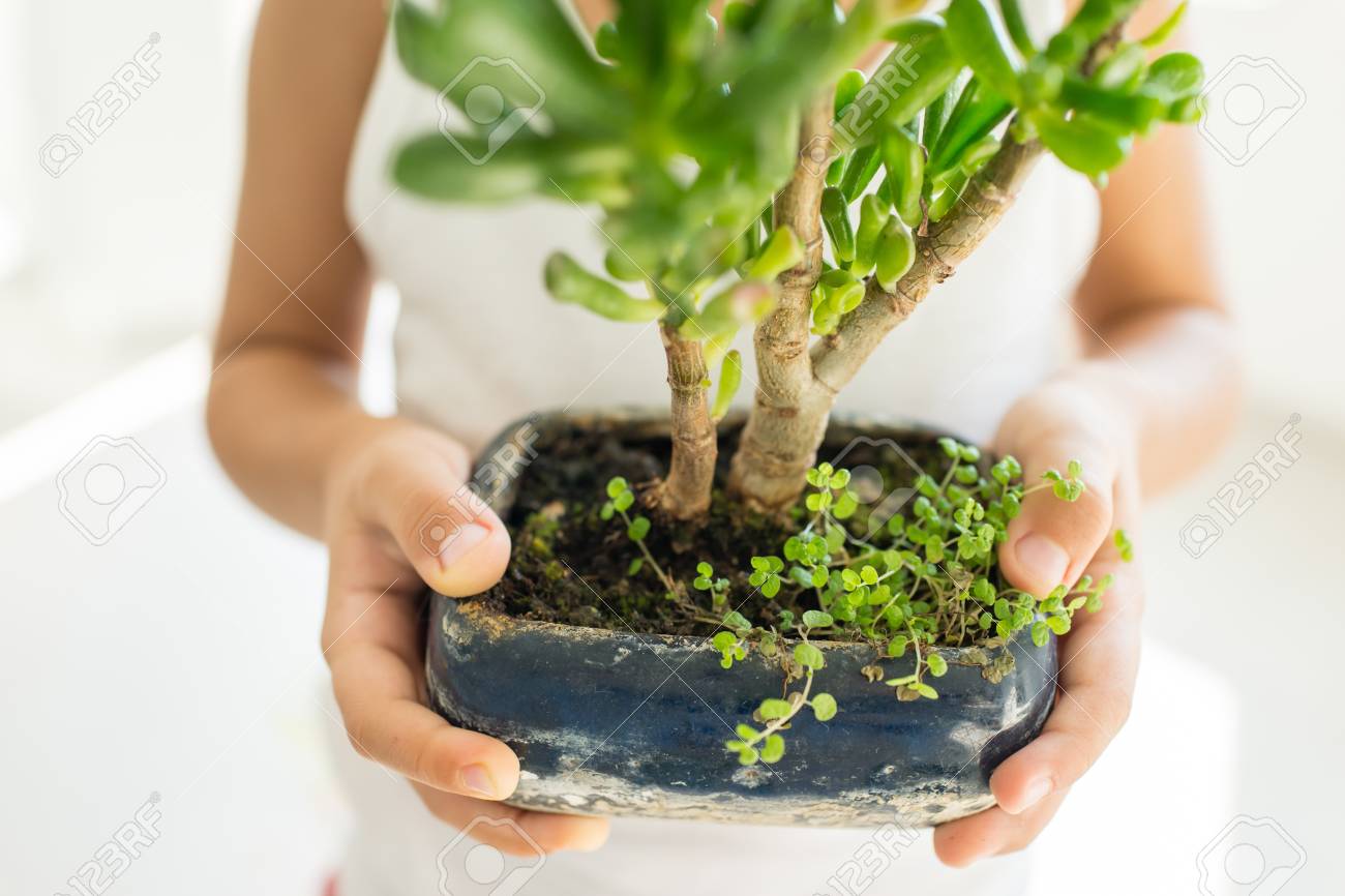 Kid Halt Pflanze Wachsenden Bio Krauter Fur Das Kochen Zu Hause
