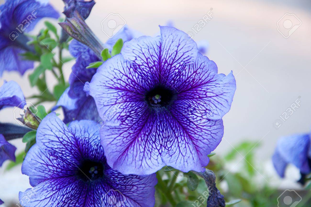 Resultado de imagen para flores  ucrania